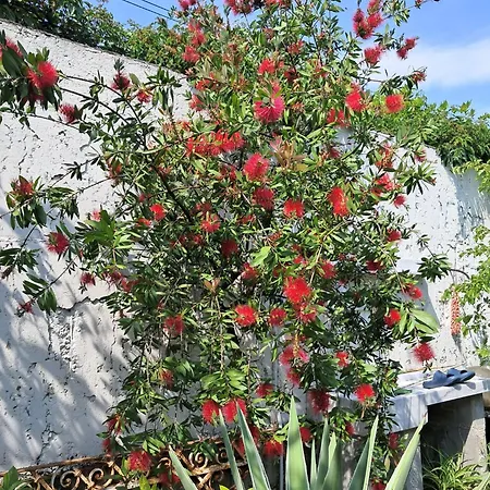 With A Garden Mediolan